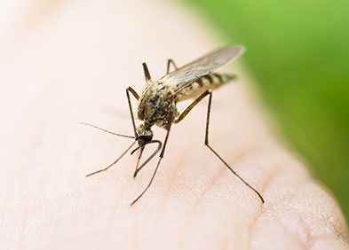 anophele lors de son repas sanguin